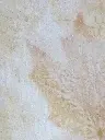 Erable Sucre 5.webp