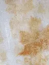 Erable Sucre 6.webp