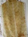 Erable Sucre 7.webp