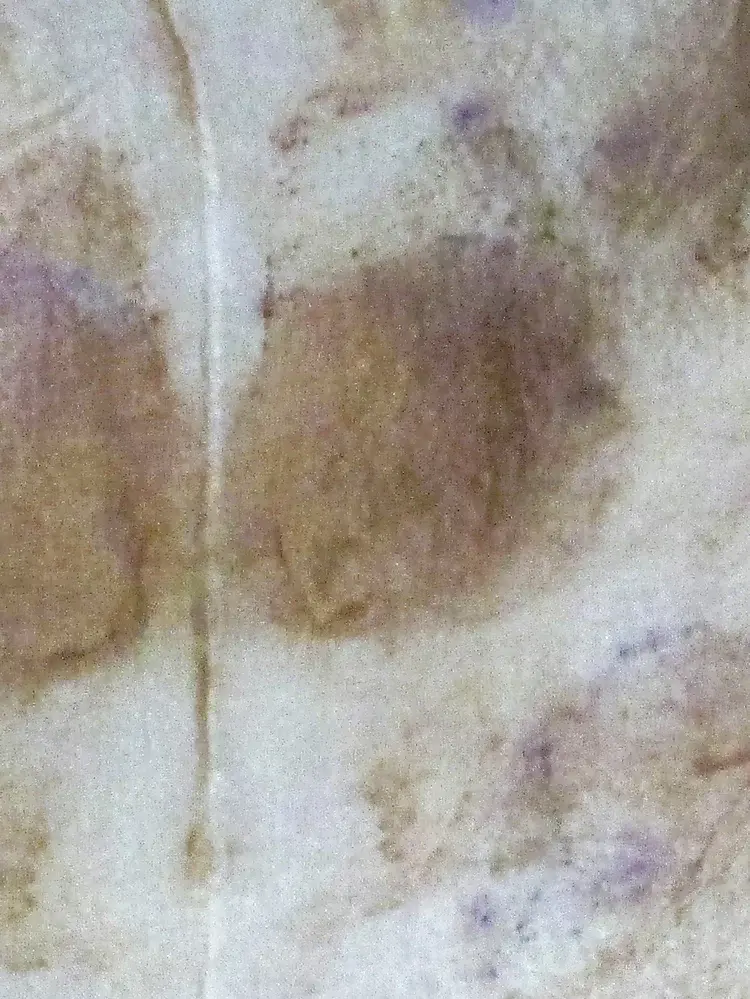 SynergPetalsRose.6.webp