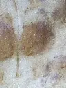 SynergPetalsRose.6.webp