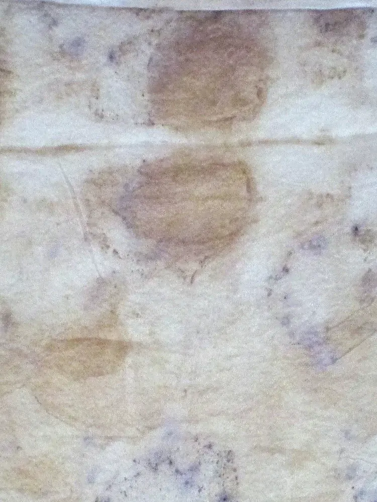 SynergPetalsRose.7.webp