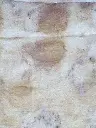 SynergPetalsRose.7.webp